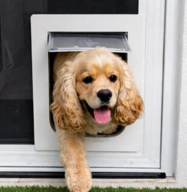 Pet Door pet door installation